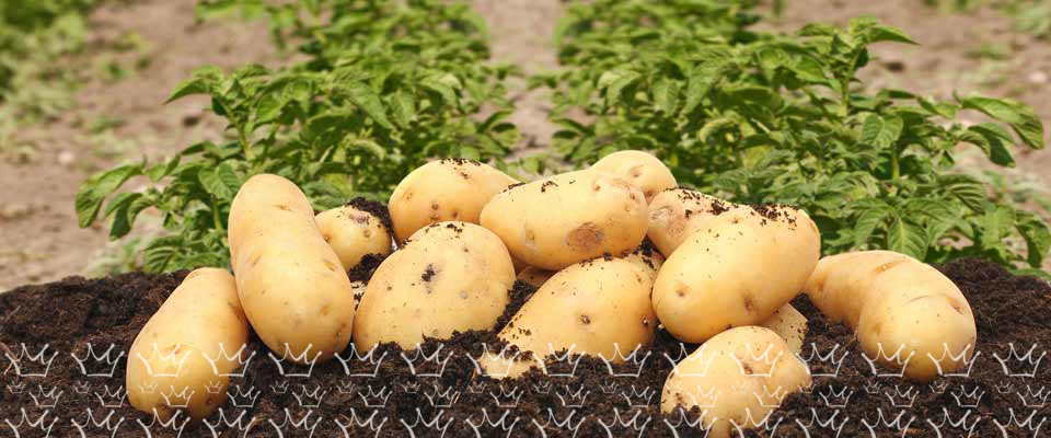 earthy-potatoes